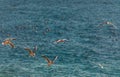 Seagull above sea Royalty Free Stock Photo