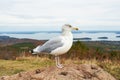 Seagull at Acadia National Park, Maine