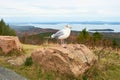 Seagull at Acadia National Park, Maine