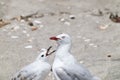 Seagull adult being pestered by pesky juvenile