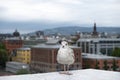 Seagull against the backdrop of the panorama of the city of Oslo, the capital of Norway in the spring