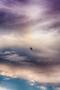 Seagull against blue and purple sky