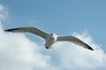 Seagull against blue sky Royalty Free Stock Photo