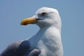 Seagull against blue sky Royalty Free Stock Photo