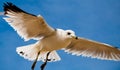 A seagull against a blue sky, at Chesapeake Beach, Maryland. Royalty Free Stock Photo