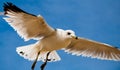 A seagull against a blue sky, at Chesapeake Beach, Maryland Royalty Free Stock Photo