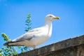 Seagull against blue sky Royalty Free Stock Photo
