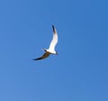 Seagull against blue sky in flight Royalty Free Stock Photo