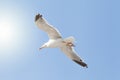 Seagull against blue sky, free as a bird next to the sun Royalty Free Stock Photo