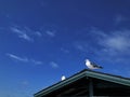 Seagull Against Blue Sky Royalty Free Stock Photo