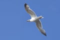 Seagull against blue sky at a sunny day Royalty Free Stock Photo