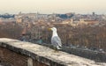 Seagull against rome city view Royalty Free Stock Photo