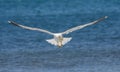 Seagull against sea background Royalty Free Stock Photo