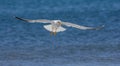Seagull against sea background Royalty Free Stock Photo