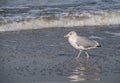 Seagull in the air and in the water and on the beach Royalty Free Stock Photo