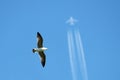 Seagull and Airplane