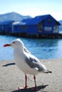 Seagull at Akaroa,new zealand Royalty Free Stock Photo