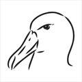 Seagull Albatross bird in flight with open wings sketch vector graphics black and white drawing