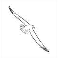 Seagull Albatross bird in flight with open wings sketch vector graphics black and white drawing