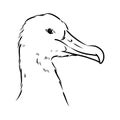 Seagull Albatross bird in flight with open wings sketch vector graphics black and white drawing