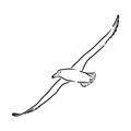 Seagull Albatross bird in flight with open wings sketch vector graphics black and white drawing