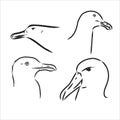 Seagull Albatross bird in flight with open wings sketch vector graphics black and white drawing