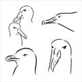 Seagull Albatross bird in flight with open wings sketch vector graphics black and white drawing