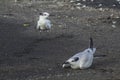 Seagull on alert at Ometepe Island Royalty Free Stock Photo