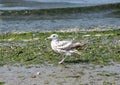 Seagull on Alki Beach, Seattle, Washington Royalty Free Stock Photo