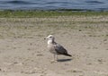Seagull on Alki Beach, Seattle, Washington Royalty Free Stock Photo