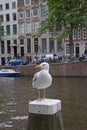 Seagull in Amsterdam