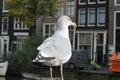 Seagull in Amsterdam Royalty Free Stock Photo