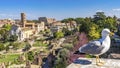 Seagull Ancient Forum Titus Arch Roman Colosseum Rome Italy Royalty Free Stock Photo