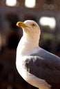 Seagull in the ancient ruine in Rome Royalty Free Stock Photo