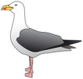 Seagull animal bird vector drawing standing side view