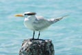 Seagull - Anse de Saint Anne - Guadeloupe Royalty Free Stock Photo