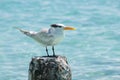 Seagull - Anse de Sainte Anne - Guadeloupe - Caribbean tropical island Royalty Free Stock Photo