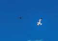 Seagull atacking drone with a blue sky on a background Royalty Free Stock Photo
