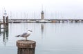 Seagull on the background of the lighthouse of Lake Garda, Desenzano di Garda, Italy. Seascape lighthouse on the horizon with a