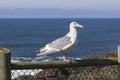 Seagull on the background of the ocean close-up