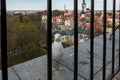 seagull on the background of the old town in Tallinn. Estonia Royalty Free Stock Photo