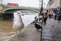 Seagull and in the background over the River Thames Westminster Bridge