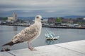 Seagull on the background of the panorama of the city of Oslo,