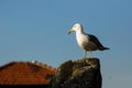 Seagull on the background roof old building. Nature. Royalty Free Stock Photo
