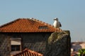 Seagull on the background roof old building. Porto. Royalty Free Stock Photo