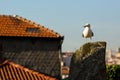 Seagull on the background roof old building. Royalty Free Stock Photo