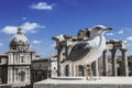 Seagull on the background of the ruins of the Roman Forum in Rome