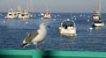 USA, California, Catalina Island - November 24, 2009: seagull on the background of yachts and boats anchored in the town of Avalon Royalty Free Stock Photo