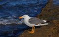 Seagull in baja california sea VII