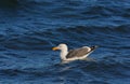 Seagull in baja california sea XI